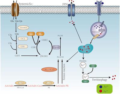 Ferroptosis Signaling and Regulators in Atherosclerosis